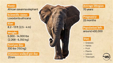 大象鼻孔|象生活 Facts about Elephants